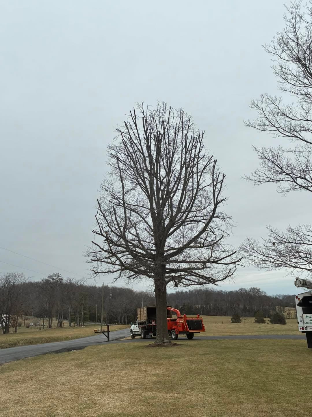 Oak Tree Trimming