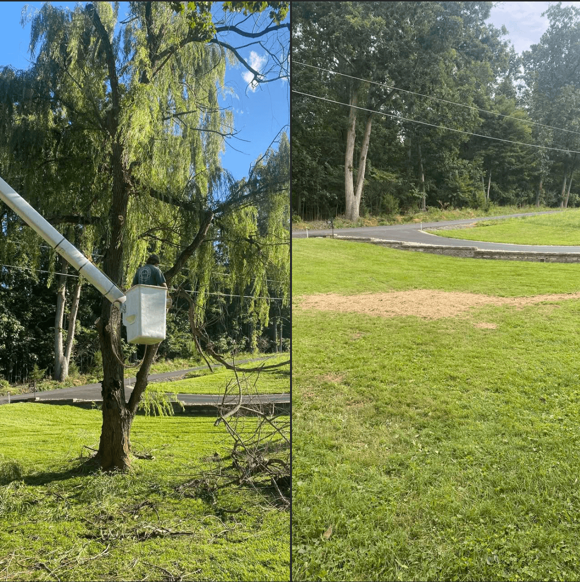 Willow Tree Removal